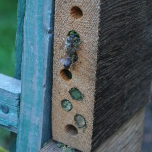 homemade bee houses with bee active