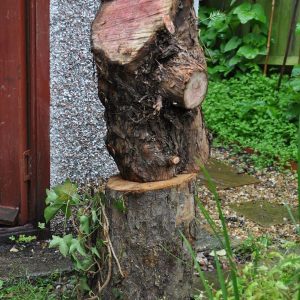 yew and apple logs