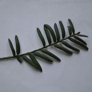 yew leaves
